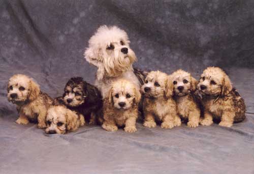 hele familie